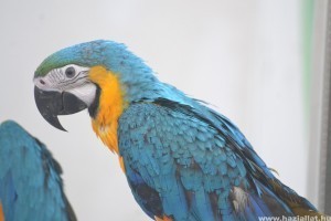 Beszélő papagáj