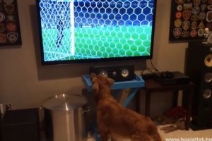 Senki nem imádja jobban a foci VB-t, mint ez a kutya!