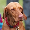 10. Vizsla Túra Vizsláson