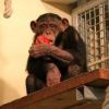 Újabb csimpánzok érkeztek a Veszprémi Állatkertbe