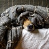 A háziállatokkal való alvás előnyei és hátrányai