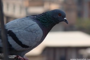 Leitatnák a városi galambokat Ukrajnában
