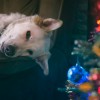 A legaranyosabb karácsonyi állatos képek
