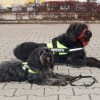Újabb hallássérült-segítő kutyák állhatnak munkába Magyarországon