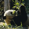 Tapsolnak a pandák Bécsben