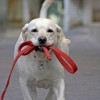 Átfogó ivartalanítási program indul a kóbor kutyák számának csökkentésére