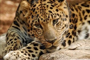 Megduplázódott a kihalás fenyegette amuri leopárdok száma 2007 óta