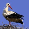 Felhívás: Mostantól lehet magasító állványra helyeztetni a veszélyes fehér gólya fészkeket!