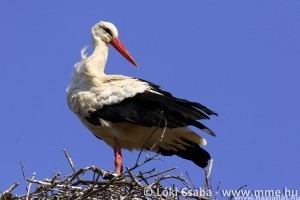 Felhívás: Mostantól lehet magasító állványra helyeztetni a veszélyes fehér gólya fészkeket!