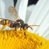 Darázsgarázs magányos méheknek kiadó