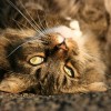 Tenyésztői program a macskák policisztás vesebetegsége ellen