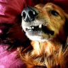 Kutya a fogorvosnál: implantológia, fogpótlás