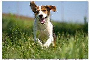A kutyák reumás izületi gyulladása (rheumatoid arthritise; gyulladásos autoimmun betegség)