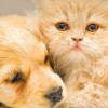Kutyabaj és macskajaj homeopátiás kezelése (letölthető zsebkönyv)