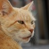 Macskaallergiák: Hogyan kezeljük az allergiás macskákat?