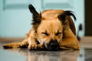 Milyen betegségeket kaphatsz el a kutyádtól?