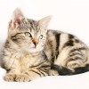Krónikus veseelégtelenség a macskáknál