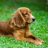 A kutyák izületi gyulladásának kezelése és a fájdalom megszüntetése