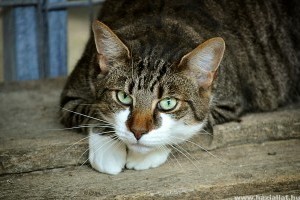Hasmenés macskáknál - okok és gyógymódok