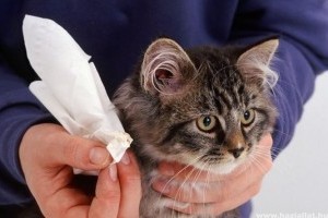 Macska fülgyulladás, fülröhösség
