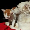 Kutyák és macskák leggyakoribb pajzsmirigy betegségei