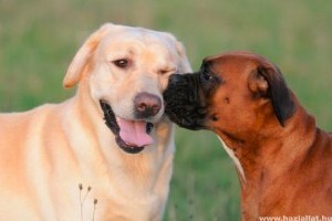 Kutya, macska bőrgyógyászat: szőrhullás, allergia és egyebek
