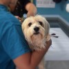Az ajánlott védőoltások is fontosak kutyáink egészségmegőrzéséhez