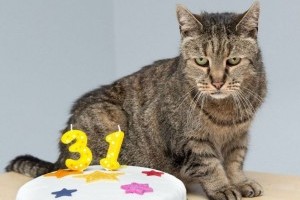 Elhunyt a világ legidősebb macskája