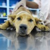 Vérplazma injekció (PRP) már az állatgyógyászatban is