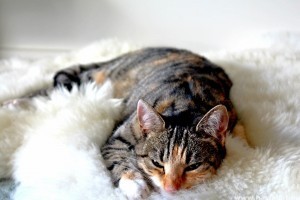 Macskanátha: Tények és tévhitek az egyik legveszélyesebb macskabetegségről