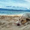Segítség a nyári kutyabajokra: hányás, hasmenés, allergia