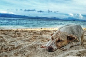 Segítség a nyári kutyabajokra: hányás, hasmenés, allergia