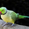 Ők a legnépszerűbb beszélő papagájok