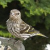Énekesmadarak: a fenyőcsíz (Carduelis pinus), a mozgékony madárka