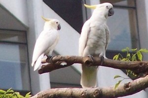 A kakadu tenyésztésének alapjai