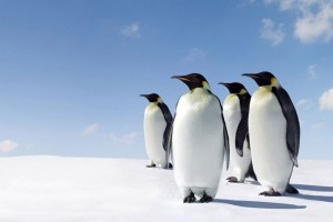 15 érdekesség a pingvinekről