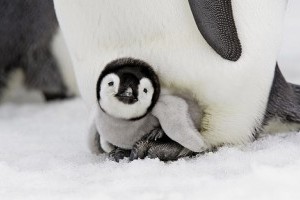 Pingvinfajok, avagy minden pingvin a listánkon van