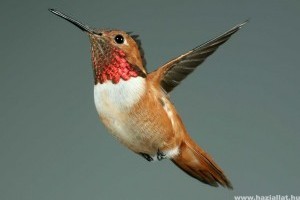 A kolibrik esőben is repülnek?