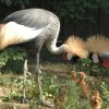 Koronásdaru-fiókák keltek ki a Nyíregyházi Állatparkban