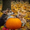 Állati Halloween: Milyen jelmezt válassz?