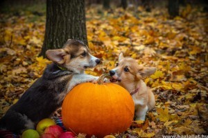 Állati Halloween: Milyen jelmezt válassz?