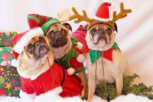 Nézze meg, milyen a top 10 karácsonyi kutyadivat!