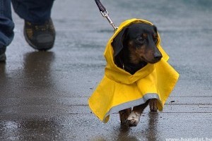 Van már a kutyádnak esőkabátja? Most lehet!