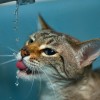 Van olyan cica, aki imád zuhanyozni