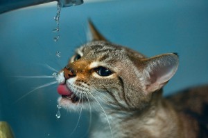 Van olyan cica, aki imád zuhanyozni