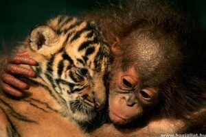 Hihetetlen állatbarátságok! Cuki képek