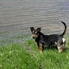 A trükkös vízikutya bemutatja, mit tud!