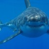 Emberevők az édesvizekben! A bikacápa (Carcharhinus leucas)