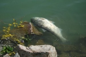 Kevesebb hal pusztult el Balatonban tavasszal
