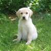 A labrador retriever kölyök pitypangra támadt!